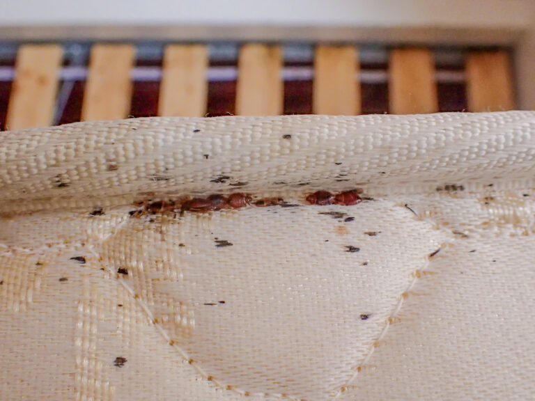 A large bed bug infestation on the edge of a mattress.