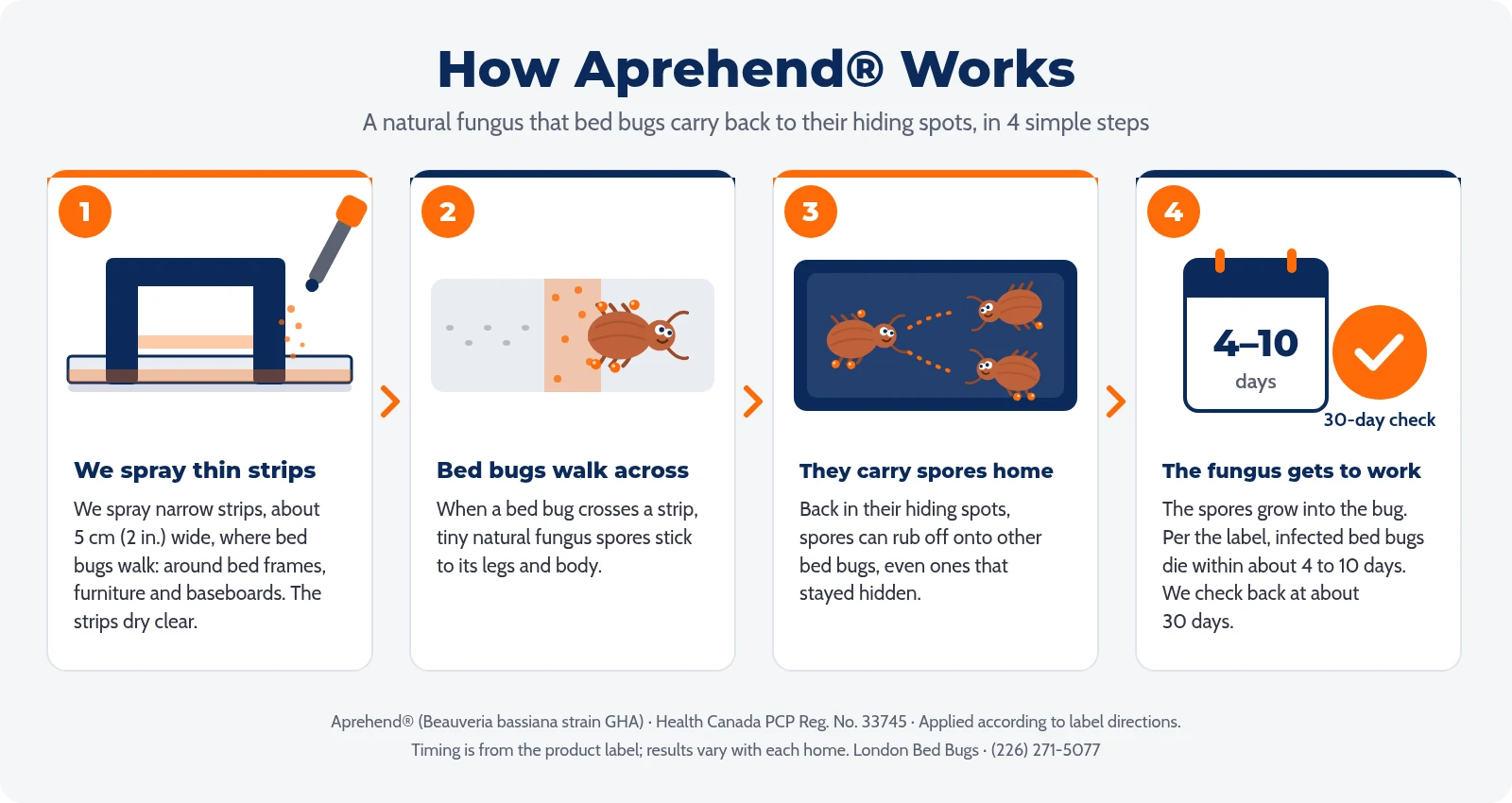 Infographic: how Aprehend bed bug treatment works in 4 steps - spray thin strips, bed bugs walk across, they carry spores home, the fungus works in about 4 to 10 days