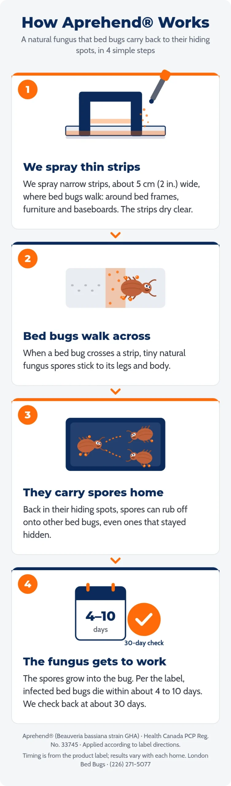 Infographic: how Aprehend bed bug treatment works in 4 steps - spray thin strips, bed bugs walk across, they carry spores home, the fungus works in about 4 to 10 days
