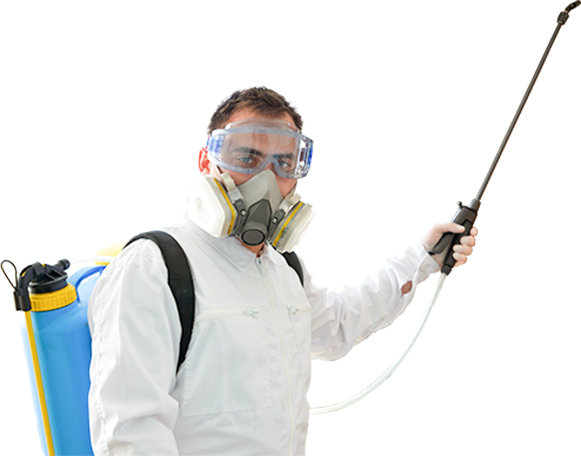 Bed bug inspection for a London Ontario home